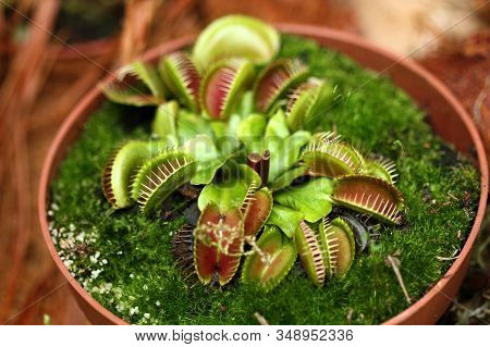 Very Predacious Plant : Dionaea Muscipula, Venus Flutrap Growing In Pot. Likes Very Humid Soil
