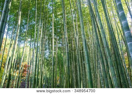 Arashiyama Bamboo Grove Or Sagano Bamboo Forest, Is A Natural Forest Of Bamboo In Arashiyama, Landma