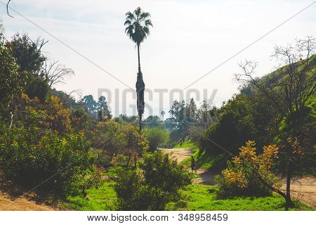 Runyon Canyon Park Hollywood Hill Hike View