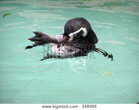 เพนกวิน Preening