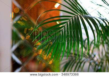 Decorative Areca Palm In Interior Of Room