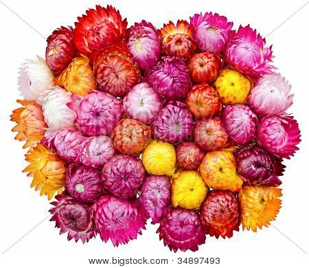 Flor de paja o eterno