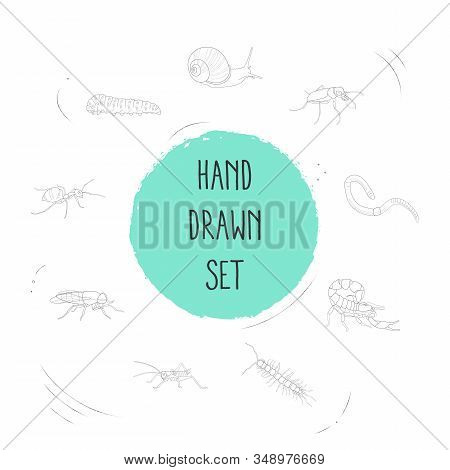 Set Of Insect Icons Line Style Symbols With Snail, Horsefly, Honey Ant And Other Icons For Your Web 