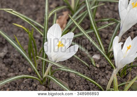 White Snowdrop Flower Blossomed. Spring Is A New Life. Scientific Name Crocus Flavus Weston