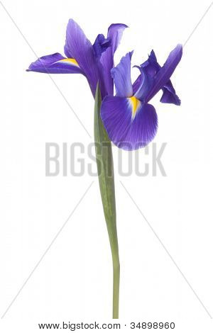 Blå iris eller blueflag blomst isoleret på hvid baggrund