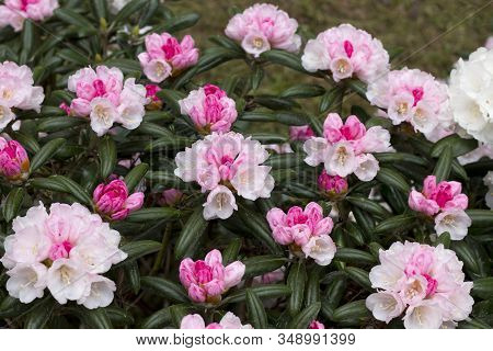 Big Azalea Or Rhododendron In Garden. Season Of Flowering Azaleas (rhododendron) At Botanical Garden