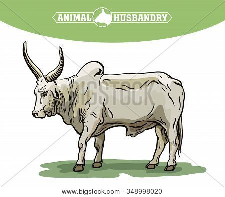 Color Bull Drawn By Hand. Livestock. Cattle. Animal Grazing