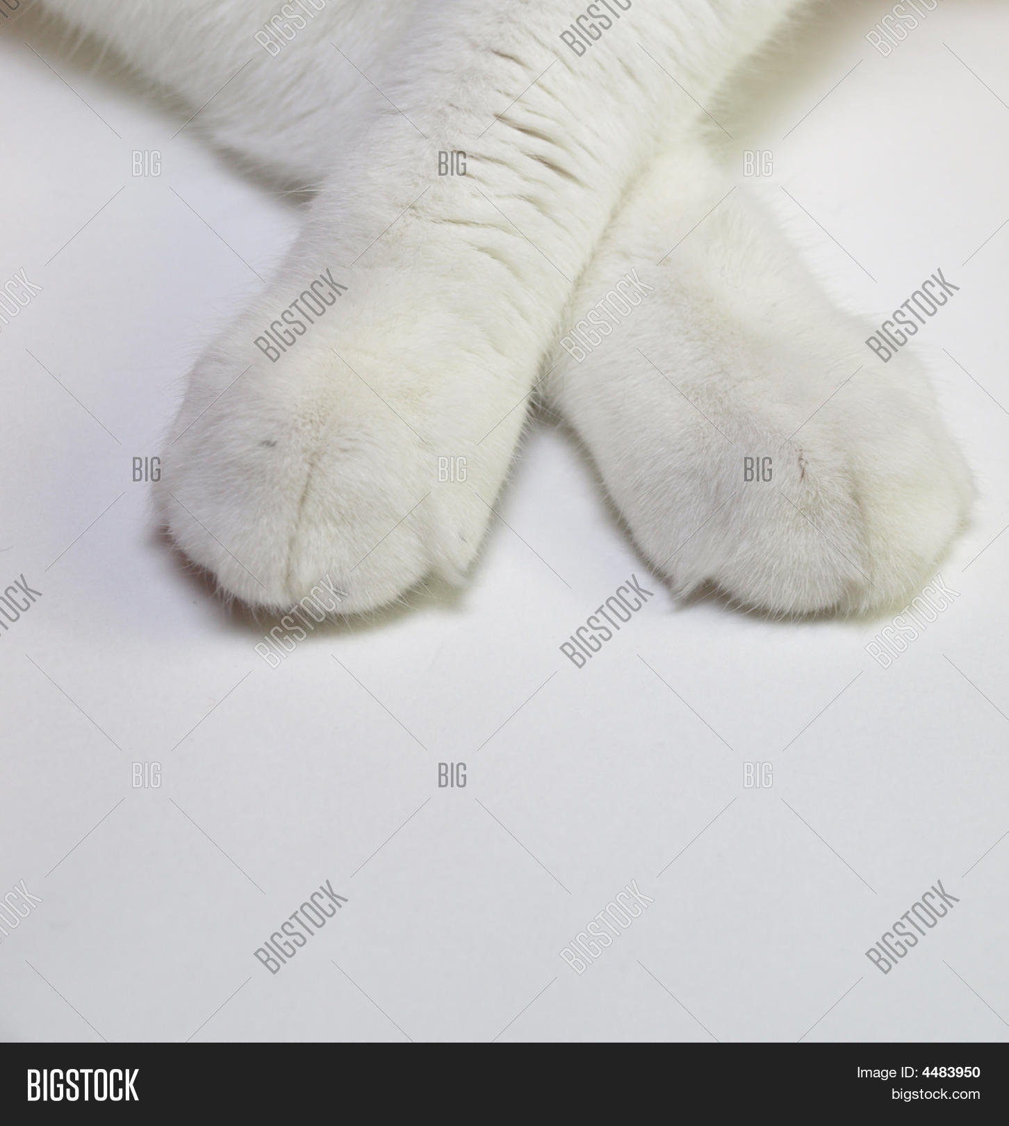 Image Preview