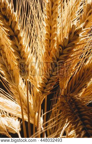 Yellow Ears Of Rye Close-up On A Dark Background. A Bouquet Of Prickly Ears Of Ripe Rye In The Backl
