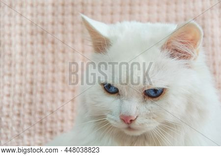 Portrait White Angora Cat With Beautiful Blue Eyes Is Sitting And Angrily Looking Straight Ahead