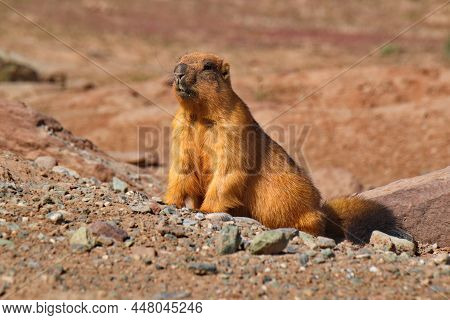Tajikistan. A Long-tailed Or Red Marmot In The Stone Mountain Steppes Of The Eastern Pamirs, A Relat