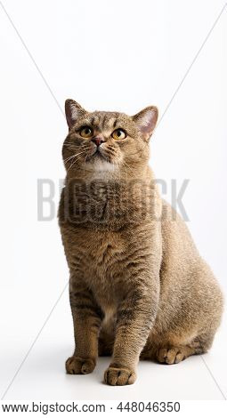 Adult Gray Cat Scottish Straight Sid On A White Background And Looks Up