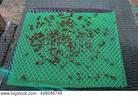 Control Of Mite Pest Fall From Bee Brood. According To Number Of Mites, The Examination By Vet Is De