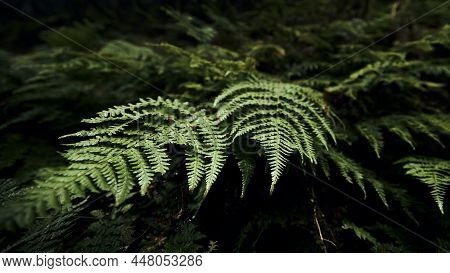 Selective Focus On Leaves Of Fern In Mysterious Foggy Forest. Anaga National Park In Tenerife, Spain