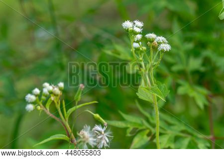 Ageratum Conyzoides Plant With Small White Flowers, Has Green Petals, Rough And Hairy Leaf Surface, 