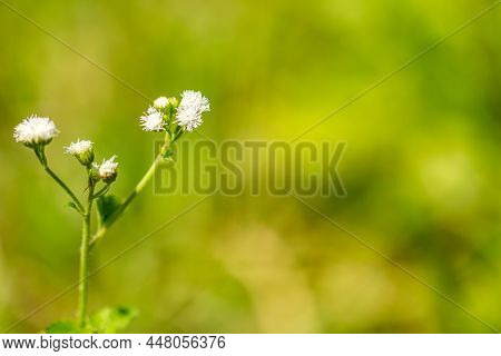 Ageratum Conyzoides Plant With Small White Flowers, Has Green Petals, Rough And Hairy Leaf Surface, 