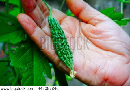 Blurred Corolla Aka Karela Has Bitter Taste But Good For Health. Senior Aged Woman Showing Corolla M