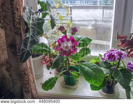 Flowering Plants Of Gloxinia Royal, Begonia, Primrose And Alokaziya Sandera (russian), Nestled Comfo