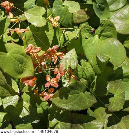 Epimedium Alpinum, The Alpine Barrenwort, Is A Species Of Flowering Plant In The Genus Epimedium, Na
