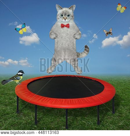 An Ashen Cat Jumps On A Red Round Trampoline In The Meadow.