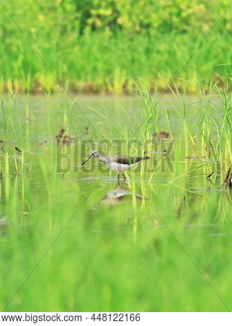 Green Sandpiper (tringa Ochropus) In A Wetland, West Bengal, India