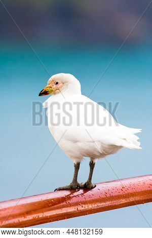 Snowy Sheathbill Also Known As The Greater Sheathbill