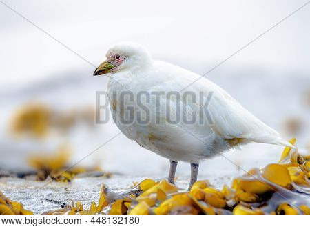 Snowy Sheathbill Also Known As The Greater Sheathbill