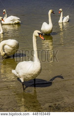 A White Swans At The Lake Somynets, Shatsk, Ukraine