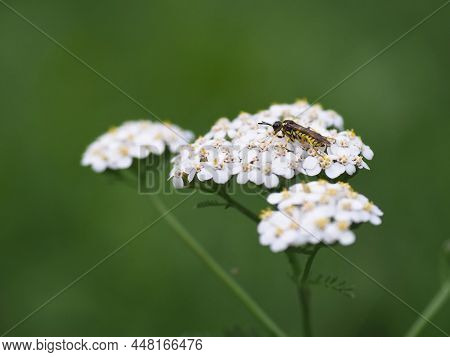 A Closeup Of A Hover Fly. Fly On A Plant. Meadows And Forest Insects. Environmental Problems