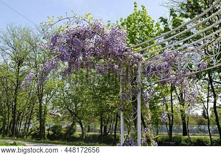 A Cozy Place For Spring Relaxation Under The Loose Shade And Scent Of Full Color Purple Wisteria Wit