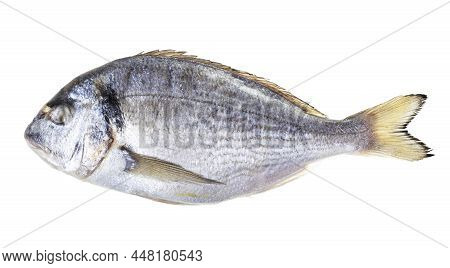 Frozen Whole Orata Fish Isolated On White Background