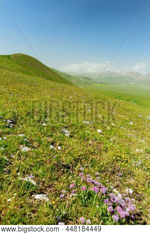 Wild Flowers Of Piano Grande, Large Karstic Plateau Of Monti Sibillini Mountains. Beautiful Green Fi