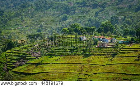 Tea Gardens In The Foothills Of Western Ghat Image Take At India. The Landscape Is Amazing With Gree
