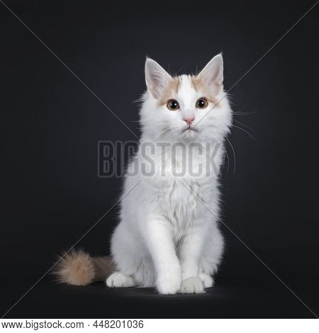 Cute Young Rare Turkish Van Cat Kitten, Sitting Up Facing Front. Looking Beside Camera. Isolated On 