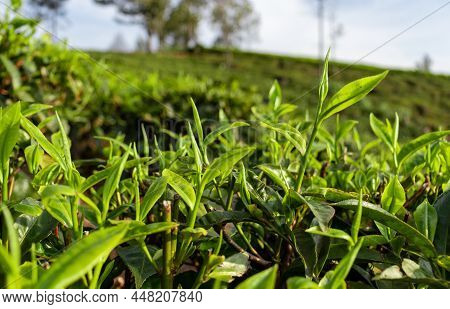 Tea Leafs At Tea Garden Of Western Ghat Image Take At India. The Landscape Is Amazing With Green Tea