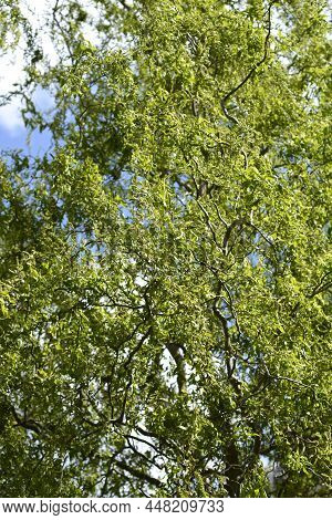 Dragons Claw Willow Branches In The Spring