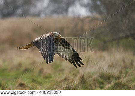 Red Kite (milvus Milvus) Flying Low To Pick Up Food At Gigrin Farm In Wales, United Kingdom.