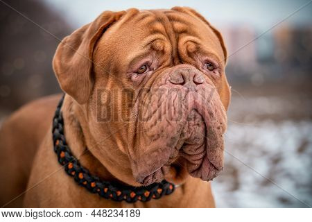 Impressive Head Of French Mastiff.