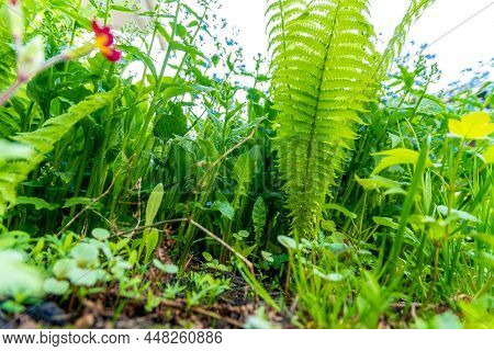 Plant Macrocosm Bottom View Of A Flower Garden Or Flower Bed, Selective Focus