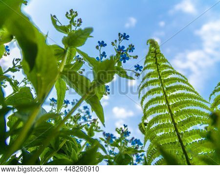 Thickets Of Brunnera Large-leaved And Fern, As Well As Other Ornamental Grasses Against The Blue Sky