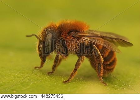 Closeup On A Colorful Red Female Of The Gold-fringed Mason Bee, Osmia Aurulenta, Sitting On A Green 