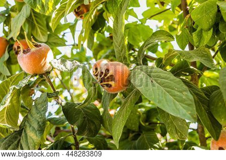 Medlar Tree In A Private Garden.