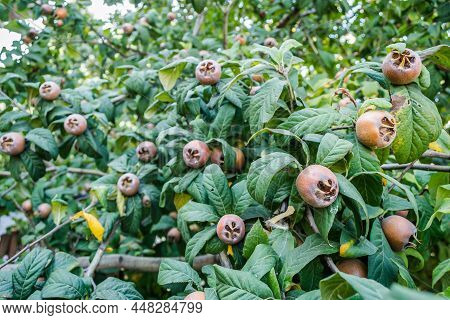 Medlar Tree In A Private Garden.