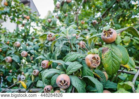 Medlar Tree In A Private Garden.