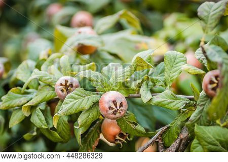 Medlar Tree In A Private Garden.