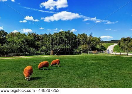 Orange Sheep Graze On A Green Field. Excursion To The Country Park.