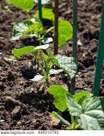 Сucumber Seedlings Growing On Garden Bed. Gardening Concept, Springtime.