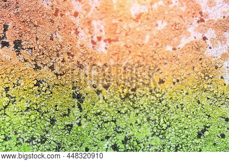 Colored Mold, Fungus On The Slate Surface. Close-up.