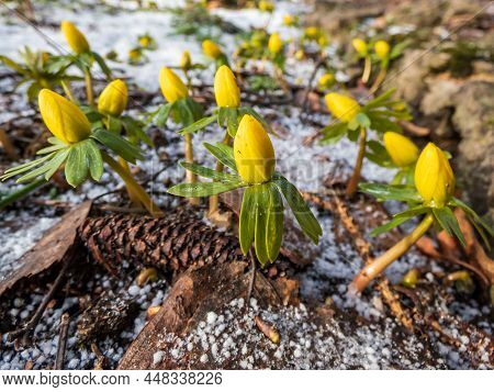 Flowers Surrounded With White Snow - Winter Aconite (eranthis Hyemalis) Starting To Bloom In Spring 