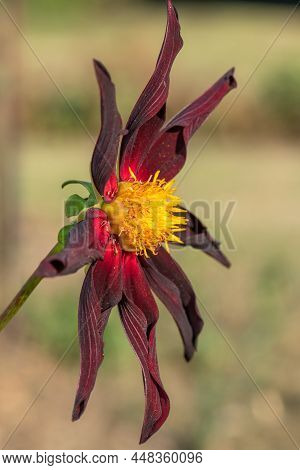 Verrones Obsidian Dahlia